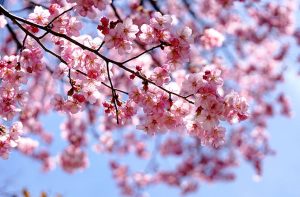 japanese_cherry_04